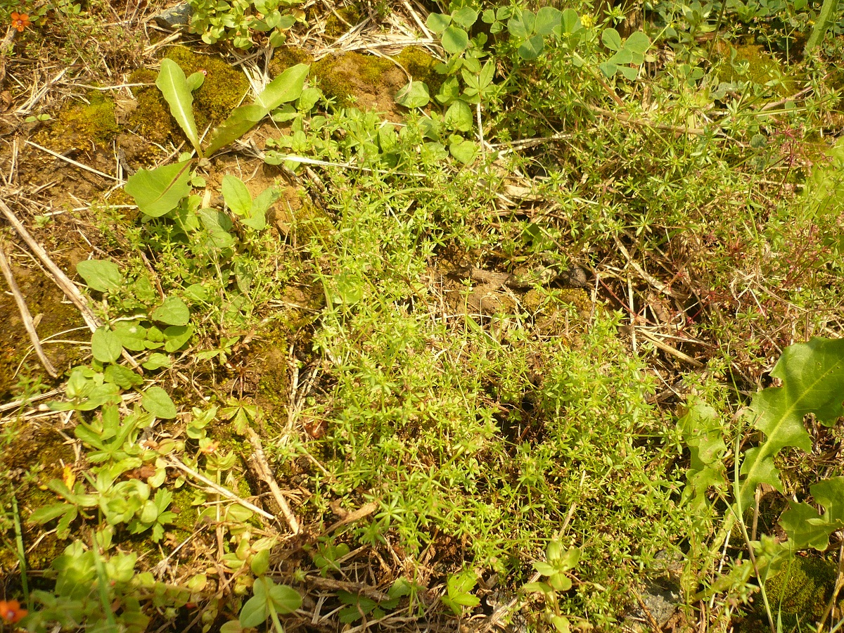Galium parisiense (Rubiaceae)